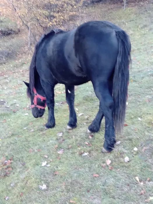 Vând armăsar de 1 an și 10 lunii