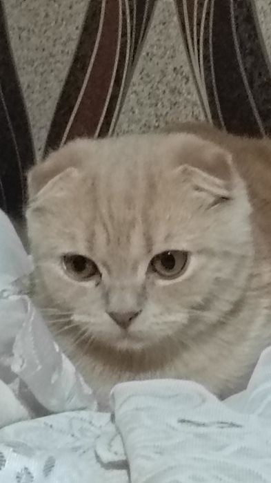 Mushuk sotiladi.