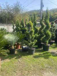 Plante ornamentale ;pom pom,spirale,palmieri..