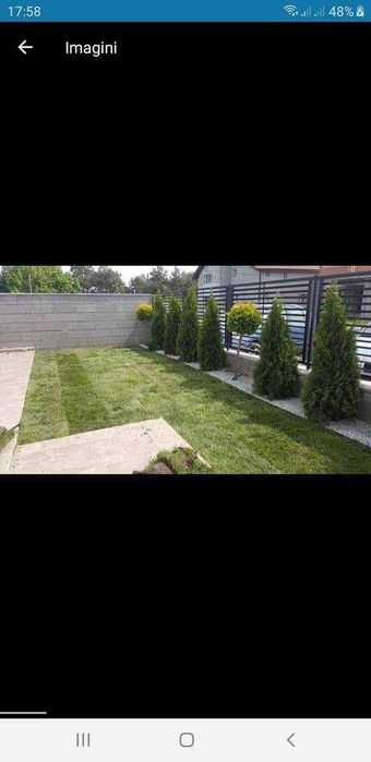 Brazi argintii și verzi