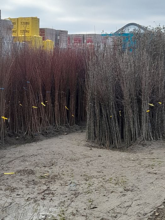 Vând pomi fructiferi categoria 1