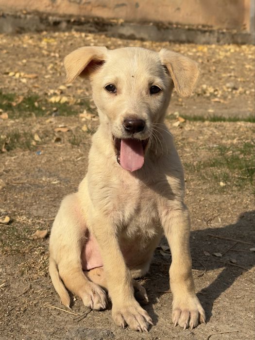 Щеночки в поисках семьи