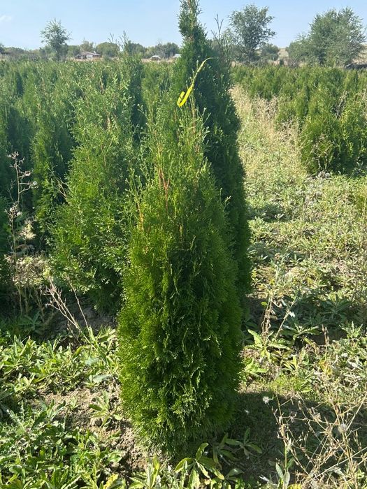 Туя Смарагд от 1м до 3м  Живая изгородь, доставка