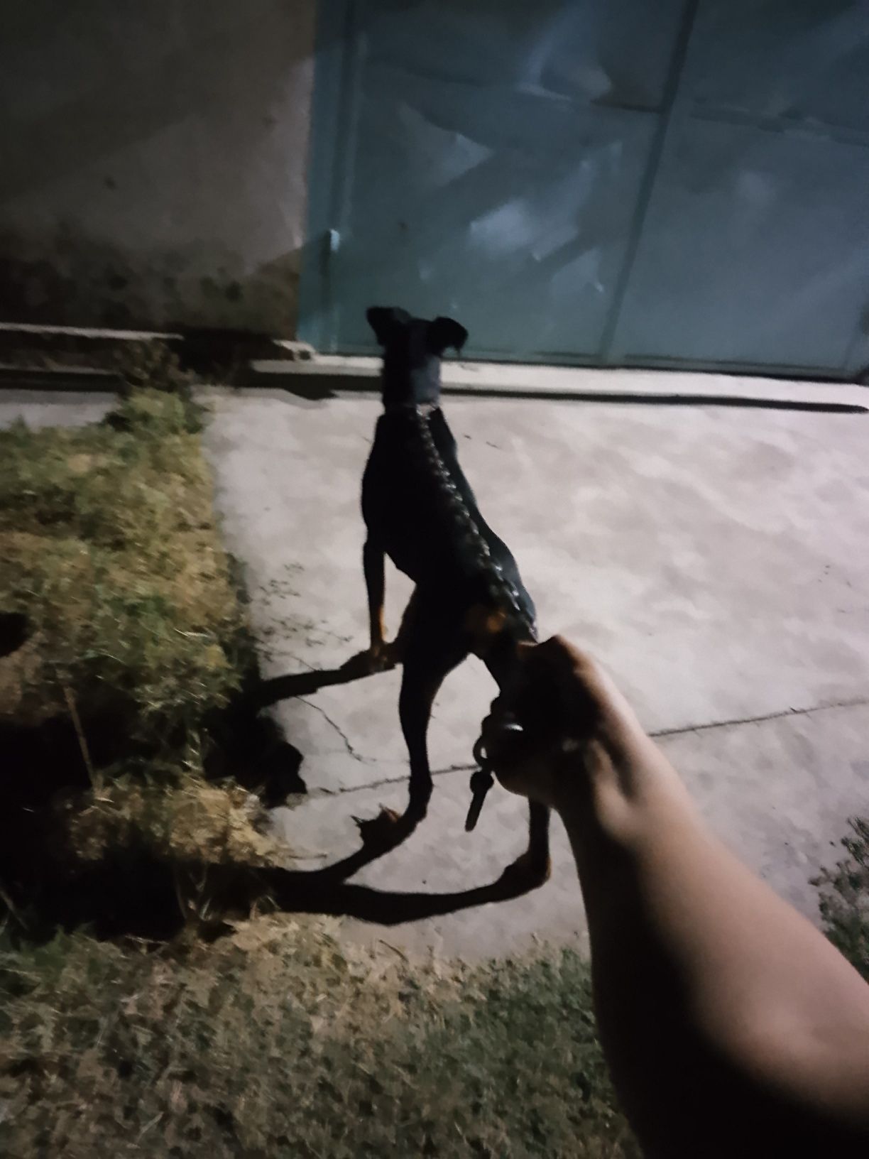 Doberman tozzasi