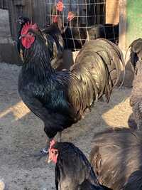 Oua incubat Australorp