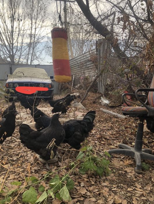 Дзержинские гигант. Куры и петухи