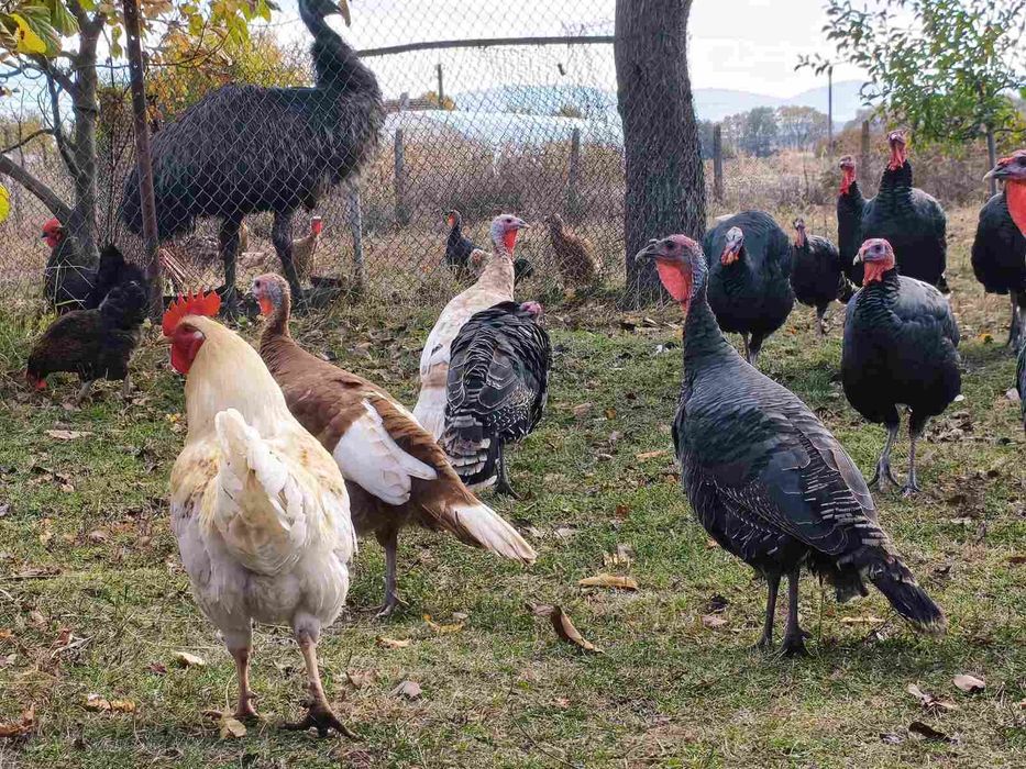 Продавам селски кокошки петли