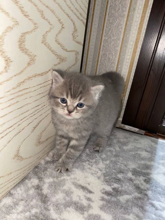 Котята  Скотиш смешани