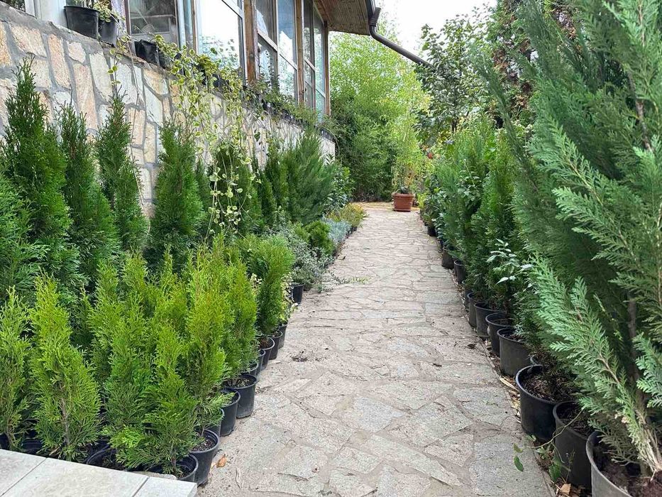 Овощни дървета, плодни храсти и лозички - Fruithome Плевен