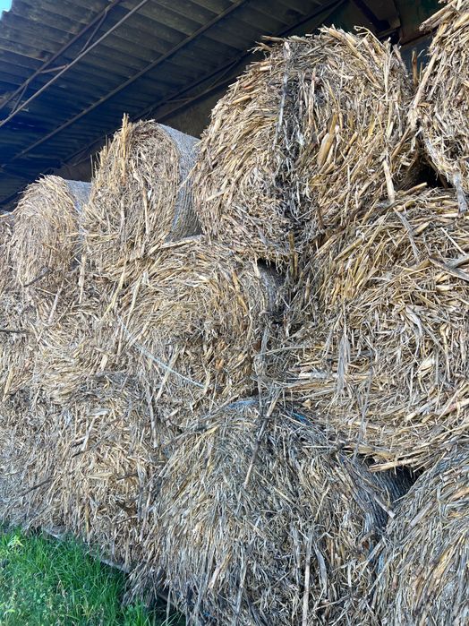 Vând baloți de tulei