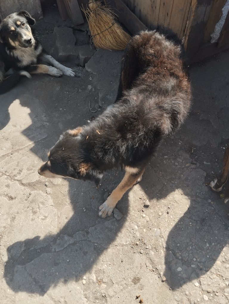 Ofer  gratuit  Cațelusă