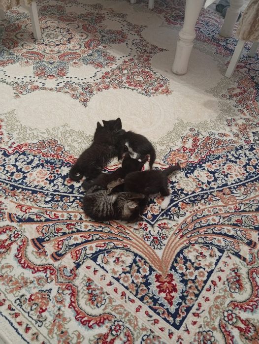 Отдам котят в добрые руки