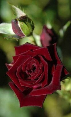 Trandafiri Tufa (Intens Parfumați).