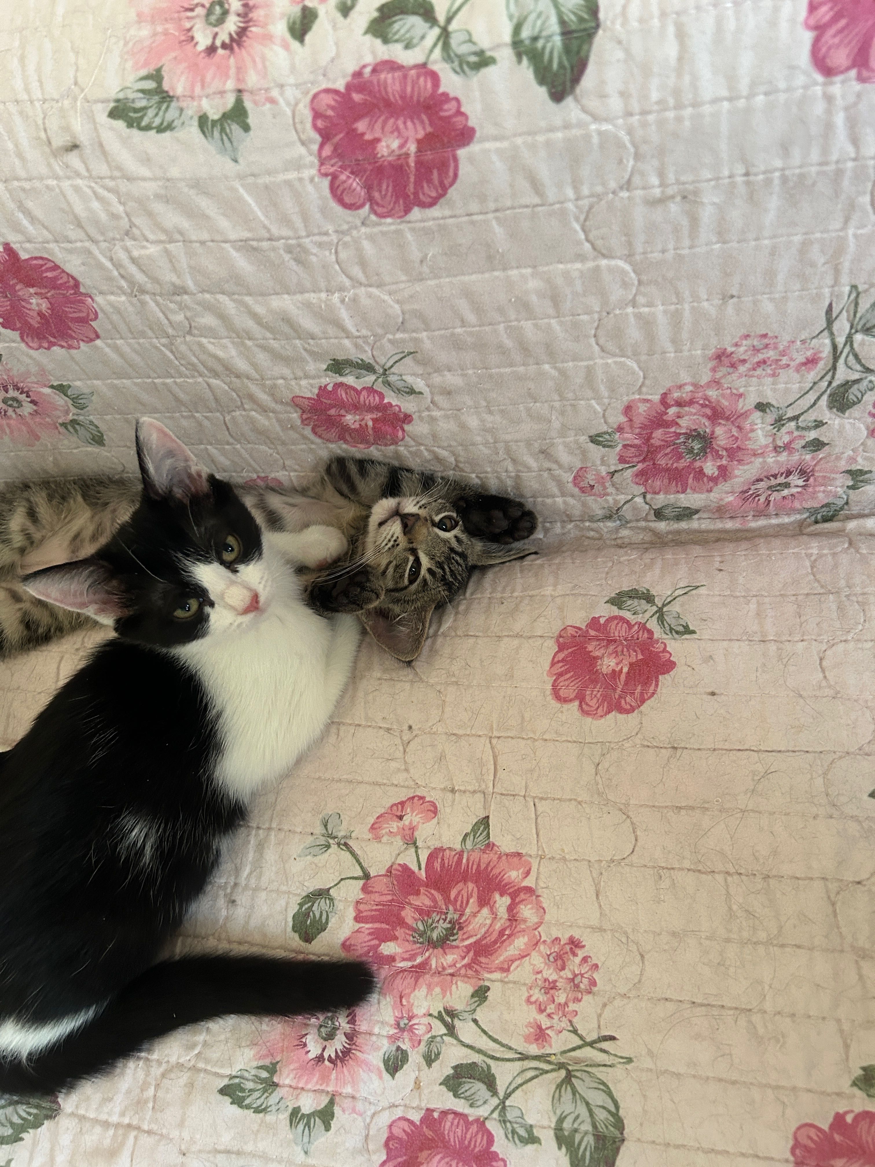 Домашние котята в добрые руки!
