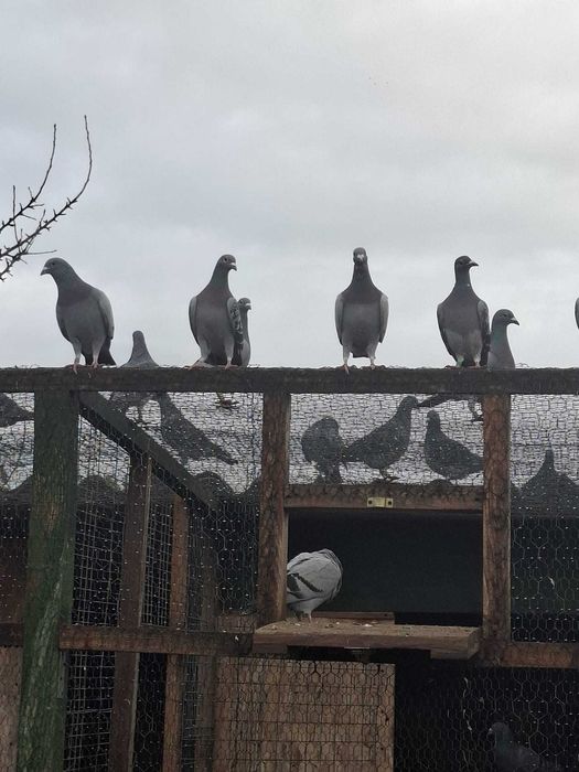 Porumbei de vanzare.Pret de la 20 lei.