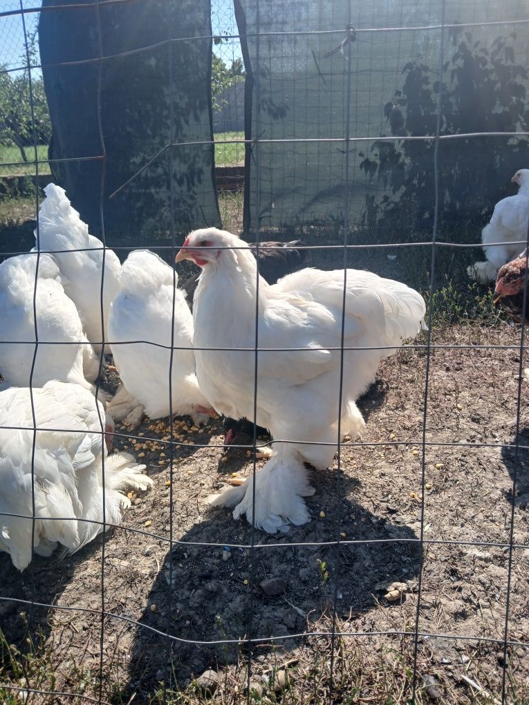 Vând cocoșii brahma ALB.