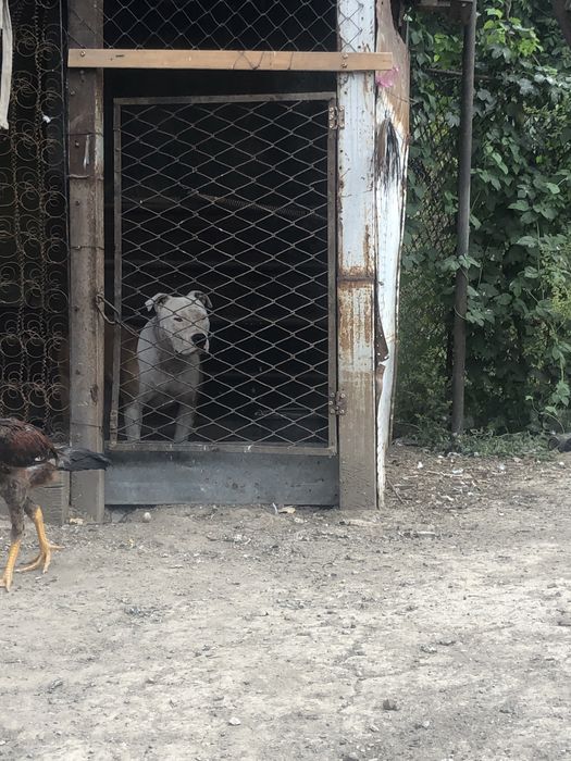 Продам сучку срочно
