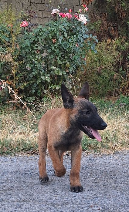 Продаются щенки бельгийская овчарка