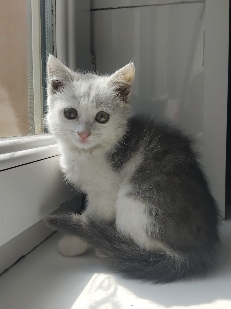 Котенок в добрые руки