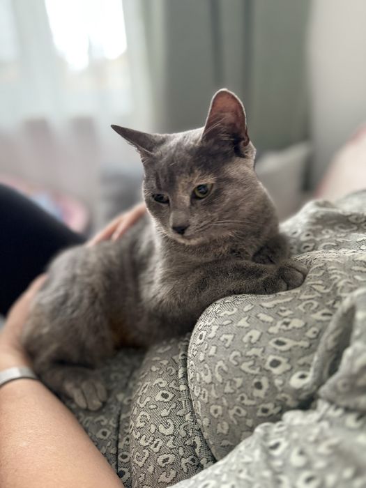 Нежно коте, кастрирано, безплатно