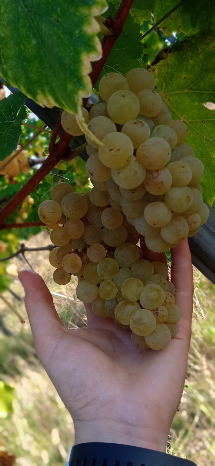 Struguri pentru vin Cabernet, Survinion