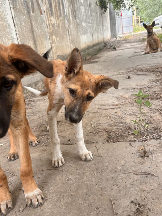 собаки ,6 мальчиков 1 девочка
