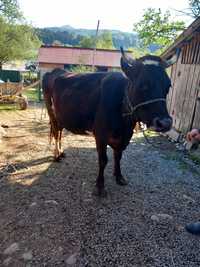 De vânzare vacă gestantă în 8 luni