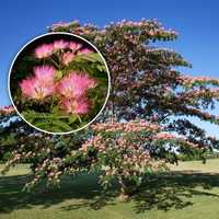 Arbore de Matase ( Albizia )