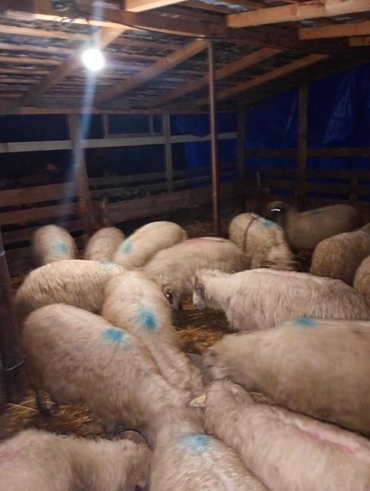 Vând 26 de oi reforma