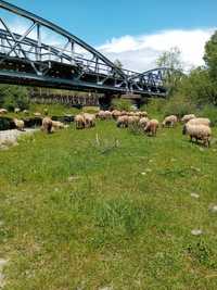 Vând 120 de oi (tigăi cap negru de TR))de prăsilă