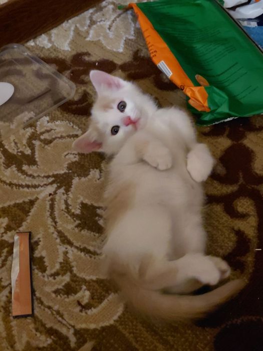 Mushuk bolalari srochna sotiladi