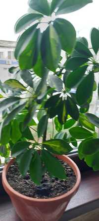Schefflera arboricola planta de interior
