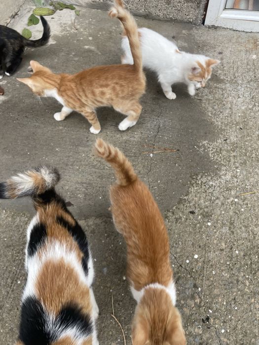 Малки котета подаряваме