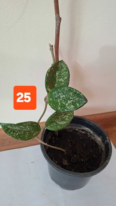 Hoya carnosa - lacrima maicii domnului, floare de ceara