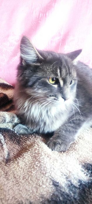 Котенок в добрые руки
