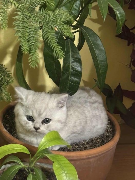 Сребърна чинчила