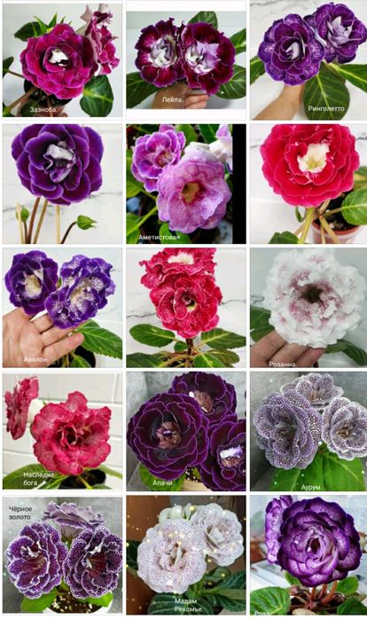 Проросшие клубешки глоксиний.