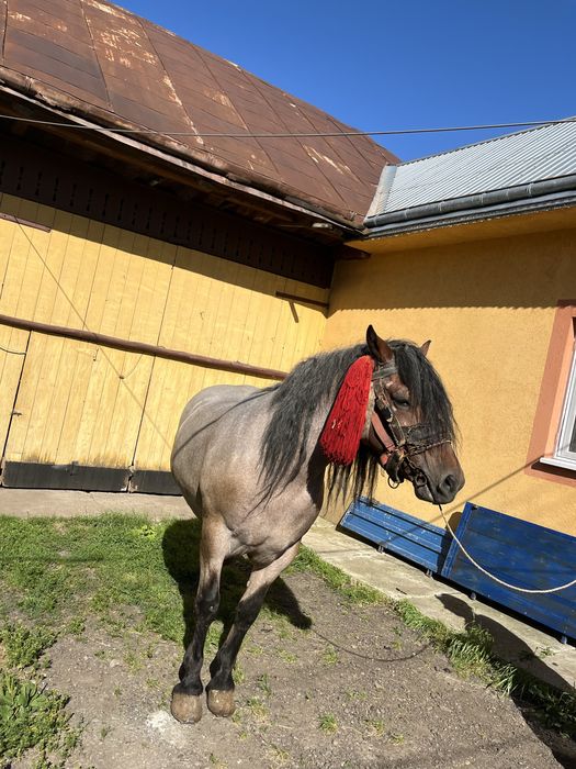 De vazare cal castrat