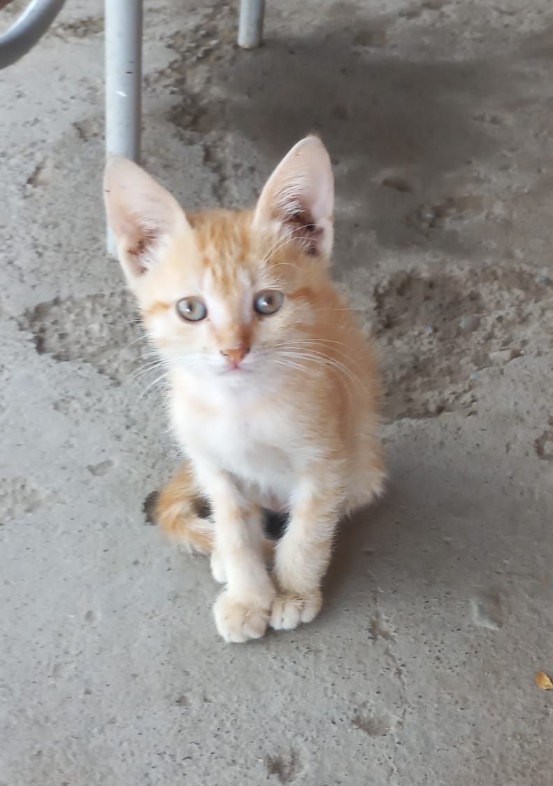 Отдам котёнка в добрые руки