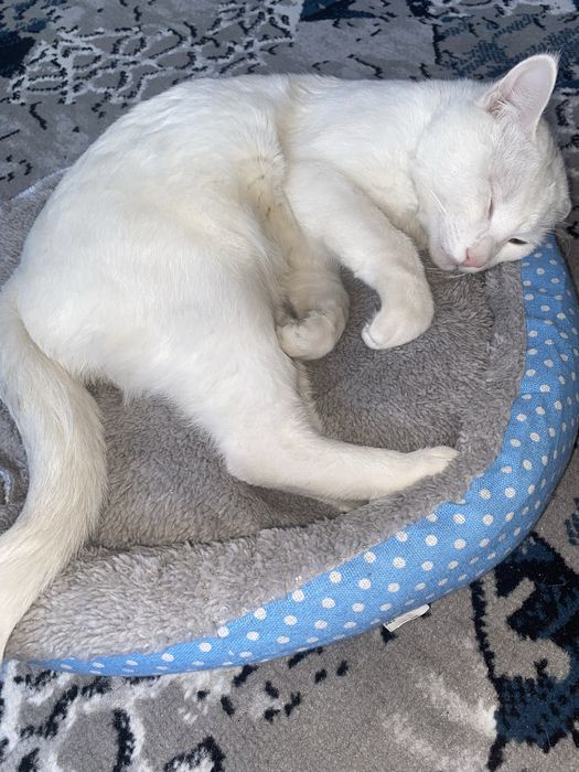 Турецкая ангора белая пушистая