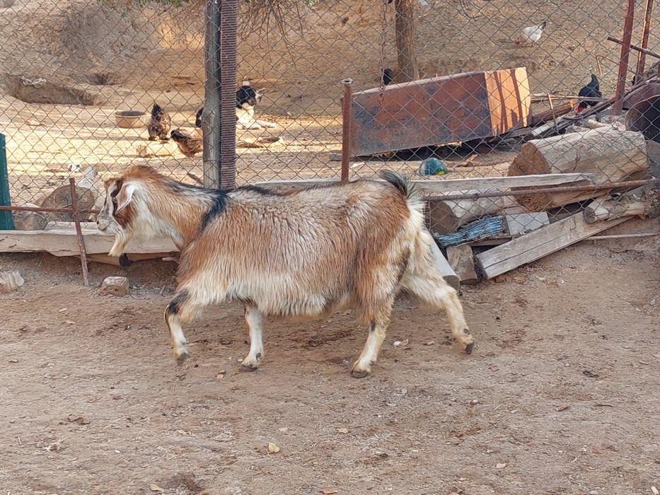 Семіз жем жеп тұрған бойдақ ешкілер сатылады