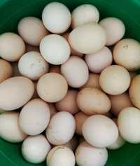Домашние яйца большие