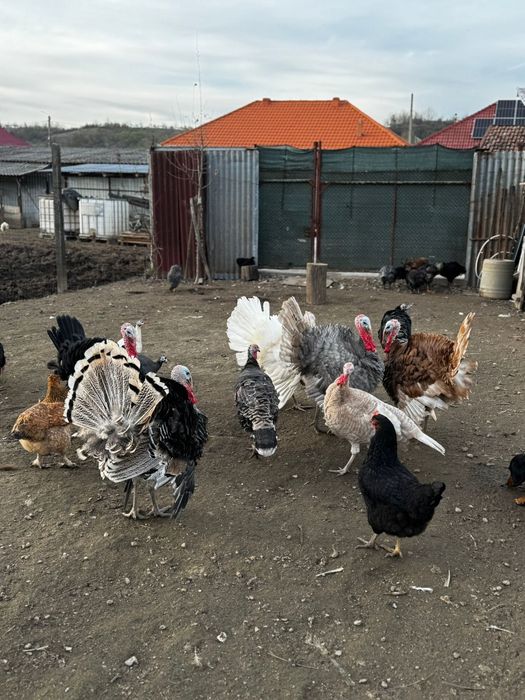 Tineret 2025 vor altă casă