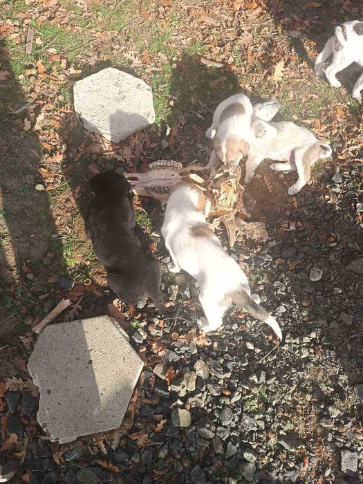 4 БОK x Малиноа микс Кученца