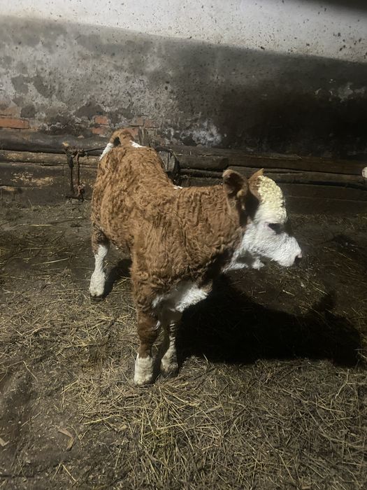 Vand doi vitei de 3 saptamani