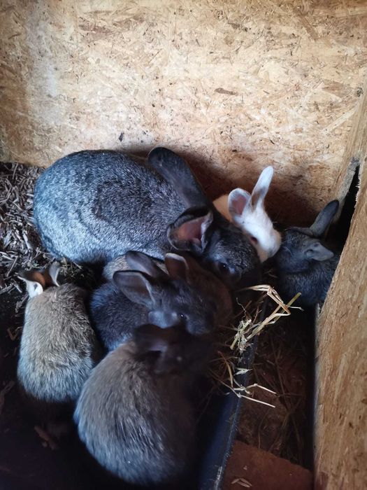 Vand iepuri urias german