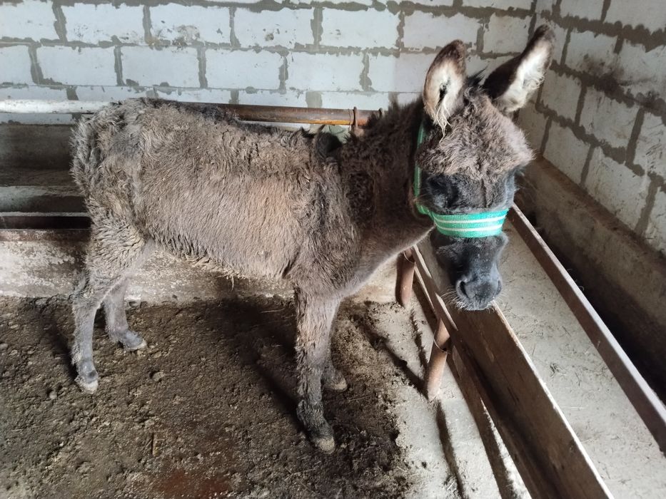 Есек Осел Ишак сатылады