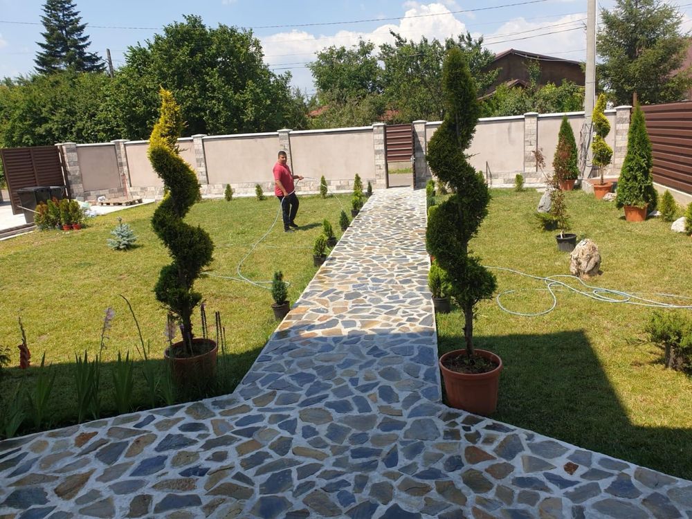 Vand plante ornamentale gazon tuia piatra