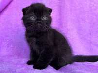 Pisoiaș de Elită, rasă pură Scottish Fold, cu Pedigree - poze reale