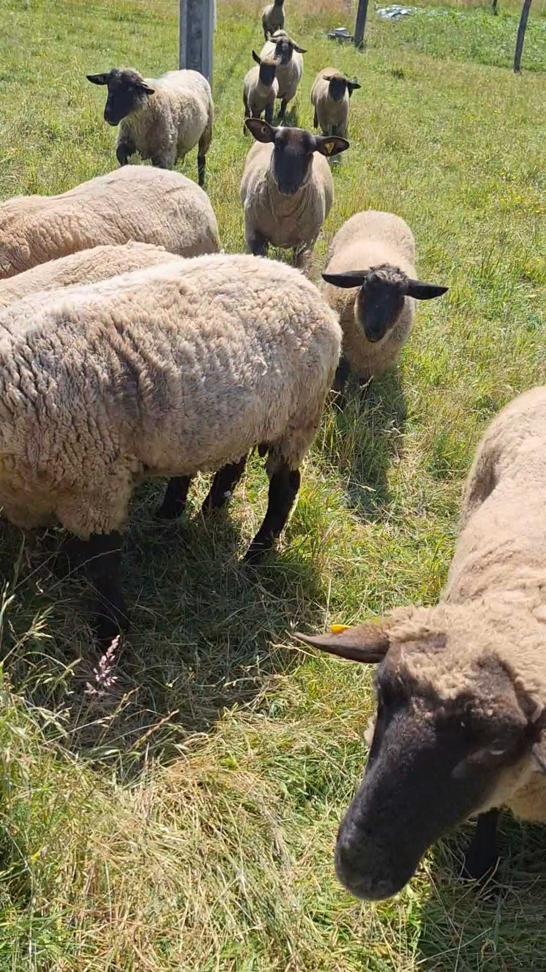 Oi sufolk de vânzare
